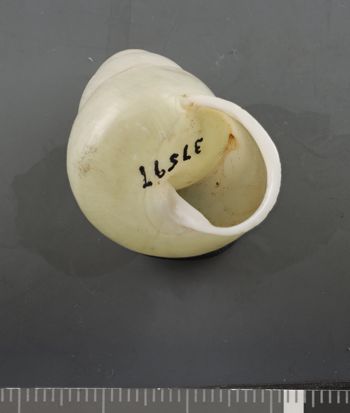 Media type: image;   Malacology 37597 Description: Dry shell;  Aspect: APO